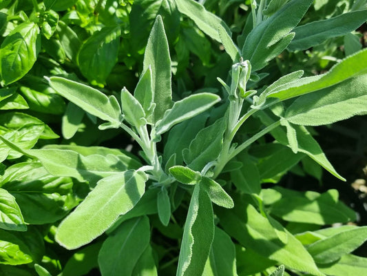 Salvia officinalis Saloff Syn Oboskon cretica, Sage, Common Sage