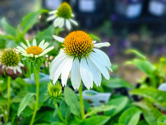 Echinacea purpurea Powwow White EchpurPW Coneflower