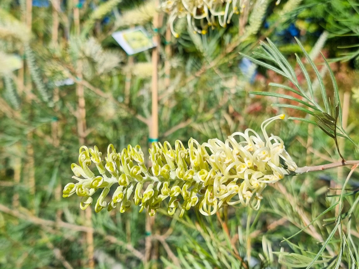 Grevillea hybrida Moonlight GrehybMoo Spider Flower, Toothbrush Plant 200mm