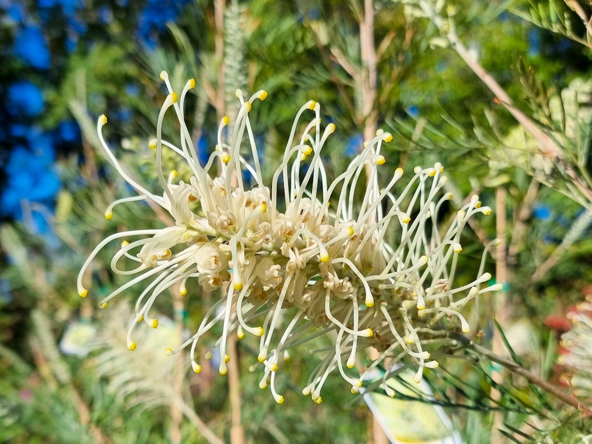 Grevillea hybrida Moonlight GrehybMoo Spider Flower, Toothbrush Plant 200mm