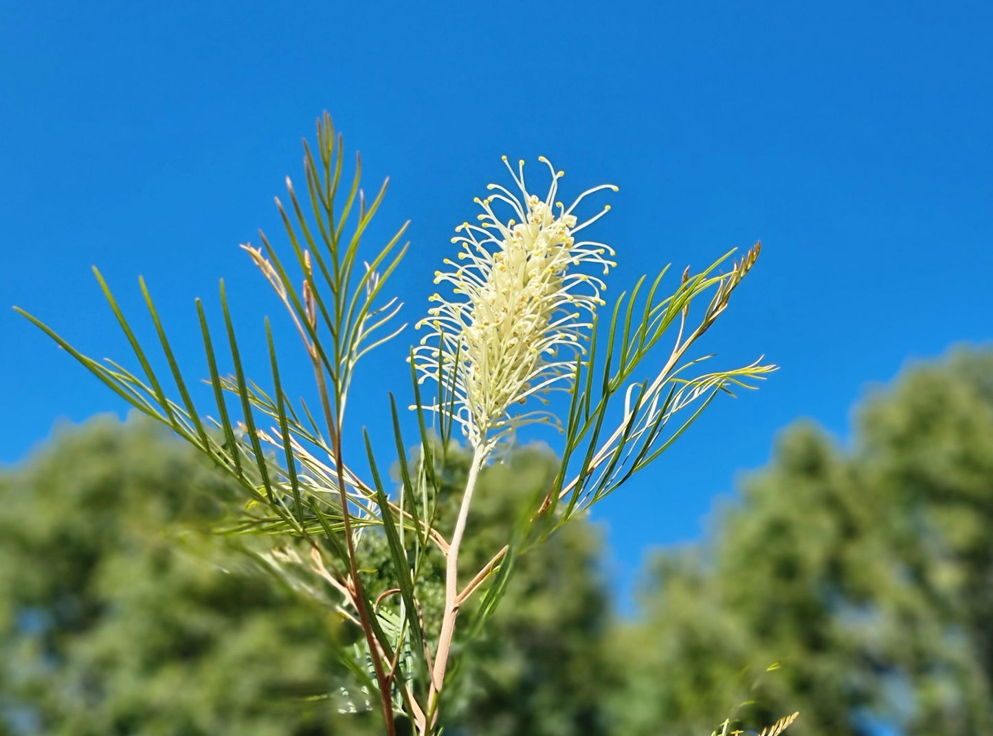 Grevillea hybrida Moonlight GrehybMoo Spider Flower, Toothbrush Plant 200mm