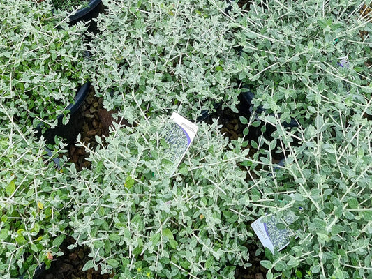 Teucrium fruticans Teufru Syn Chamaedrys latifolia, Germander, Shrubby Germander 140mm