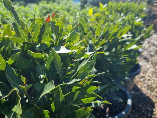 Laurus nobilis Miles Choice LaunobMC Bay Tree, Bay Laurel 140mm