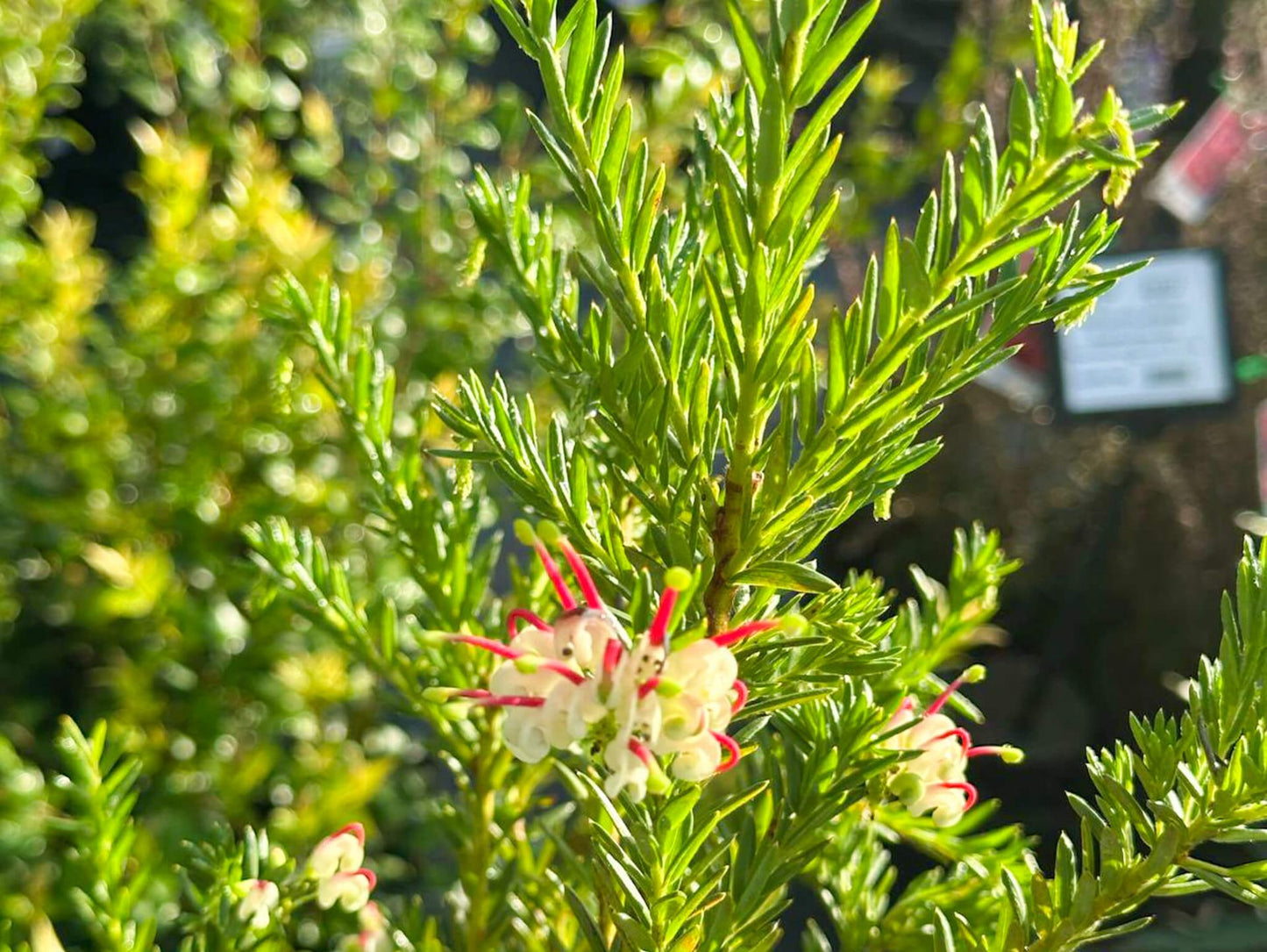 Grevillea hybrida Hills Jubilee GrehybHJ Spider Flower, Toothbrush Plant 140mm
