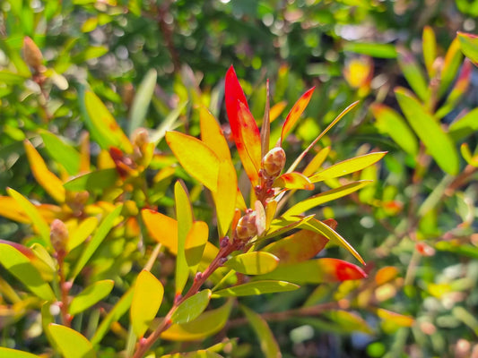 Callistemon hybrida Candy Burst PBR CalhybCB Bottlebrush, CNU06 140mm