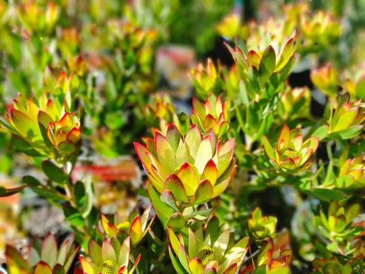 Leucadendron hybrida Sundance LeuhybSun Conebush 140mm