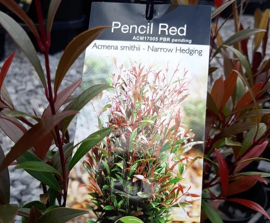 Acmena smithii Pencil Red AcmsmiPR Lilly Pilly 140mm