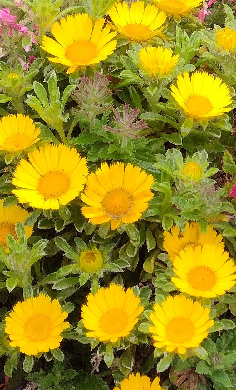 Asteriscus maritimus Teris Yellow - Sea Aster, Sea Daisy