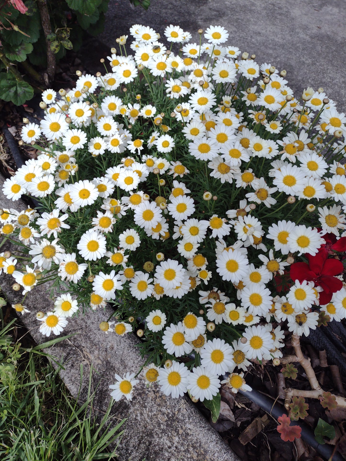 Argyranthemum frutescens Single White ArgfruSiWh Marguerite Daisy, Paris Daisy, Federation Daisy