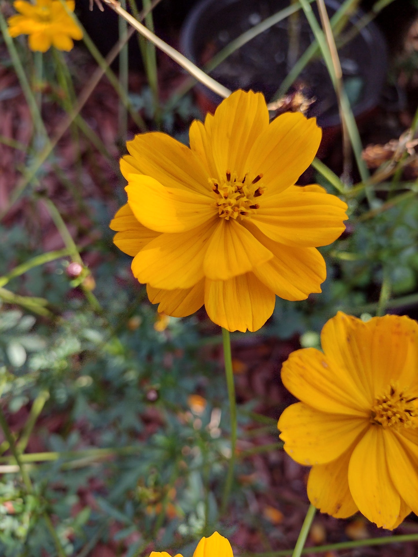 Cosmos Bright Lights seeds