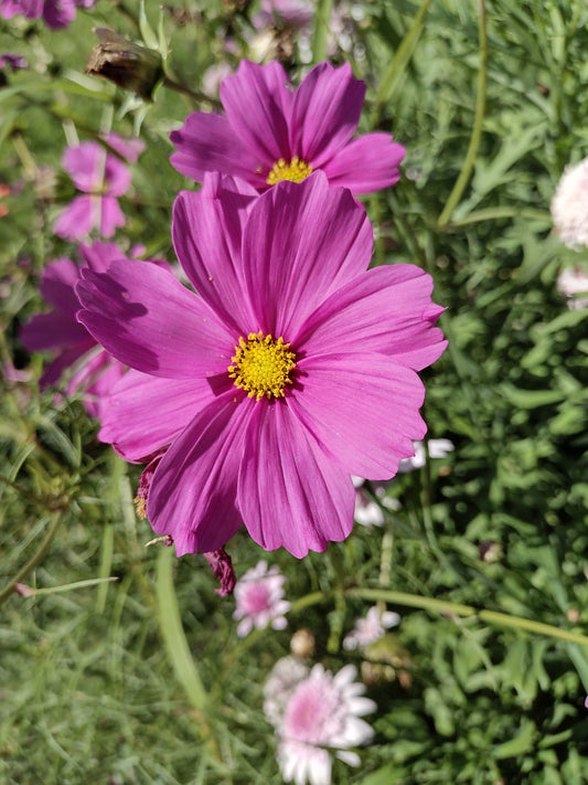 Cosmos Sensation Pink Seeds