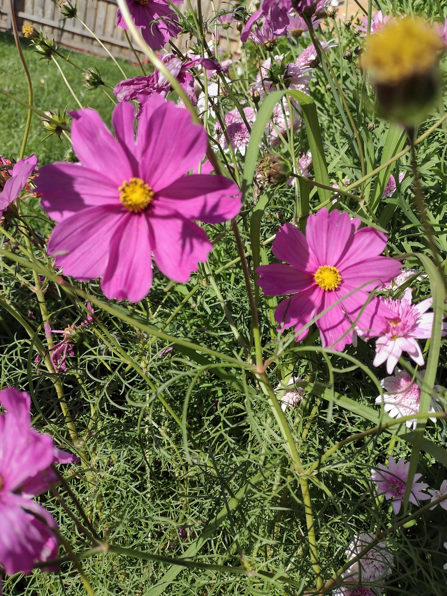 Cosmos Sensation Pink Seeds