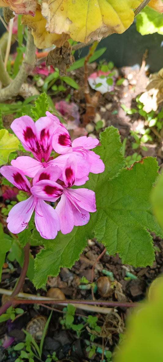 Geranium Rose Perfume climbing GPC23229