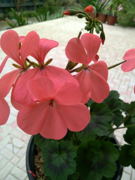 Geranium CRL1103