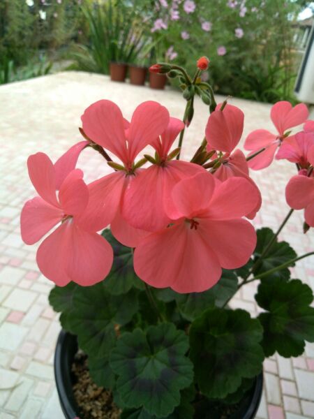 Geranium CRL1103