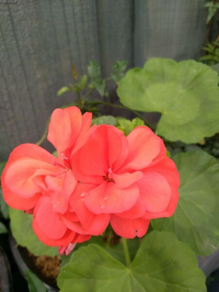 Geranium GSO11229