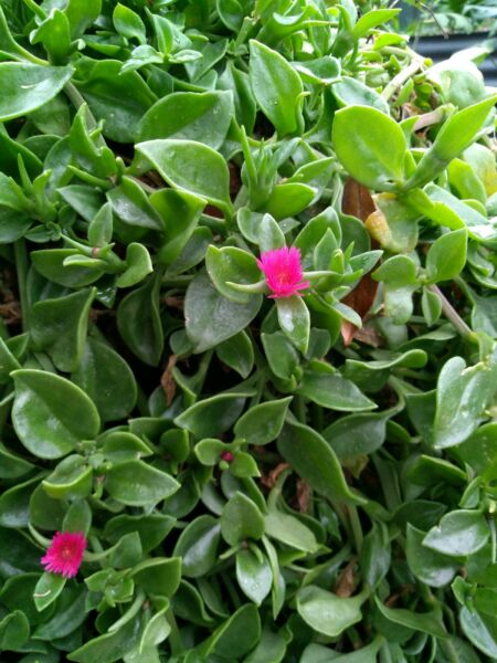 Aptenia cordifolia Aptcor Baby Sunrose, Heartleaf Iceplant, Succulent