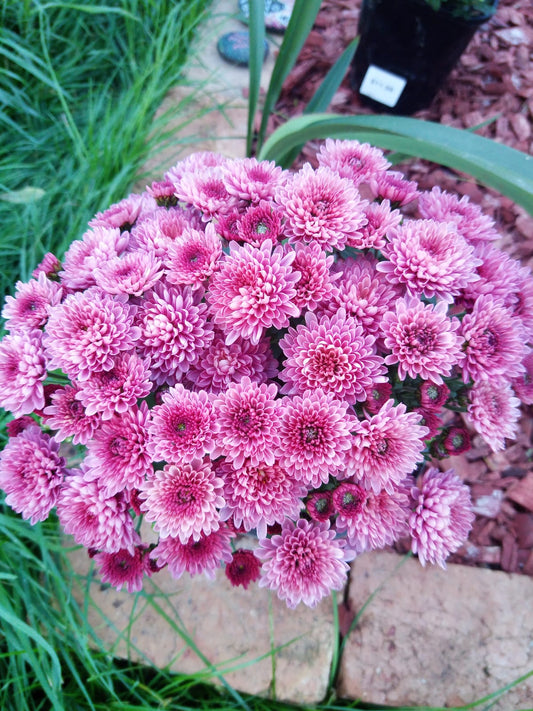 Chrysanthemum pink flower