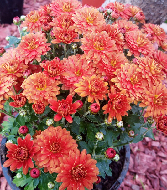 Chrysanthemum red flower