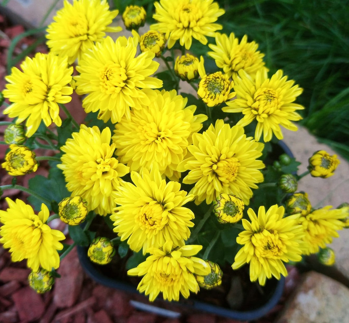 Chrysanthemum grandiflorum yellow flower