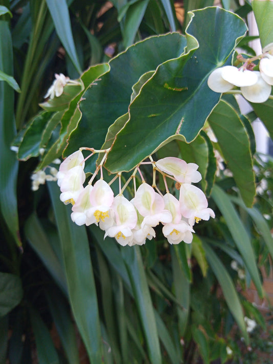 Bamboo Begonia white flower