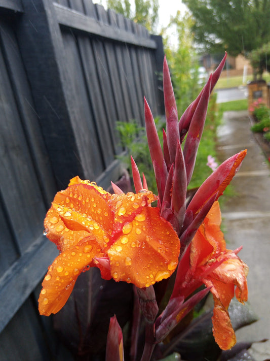 Canna Wyoming (Canna Indica) orange flowers