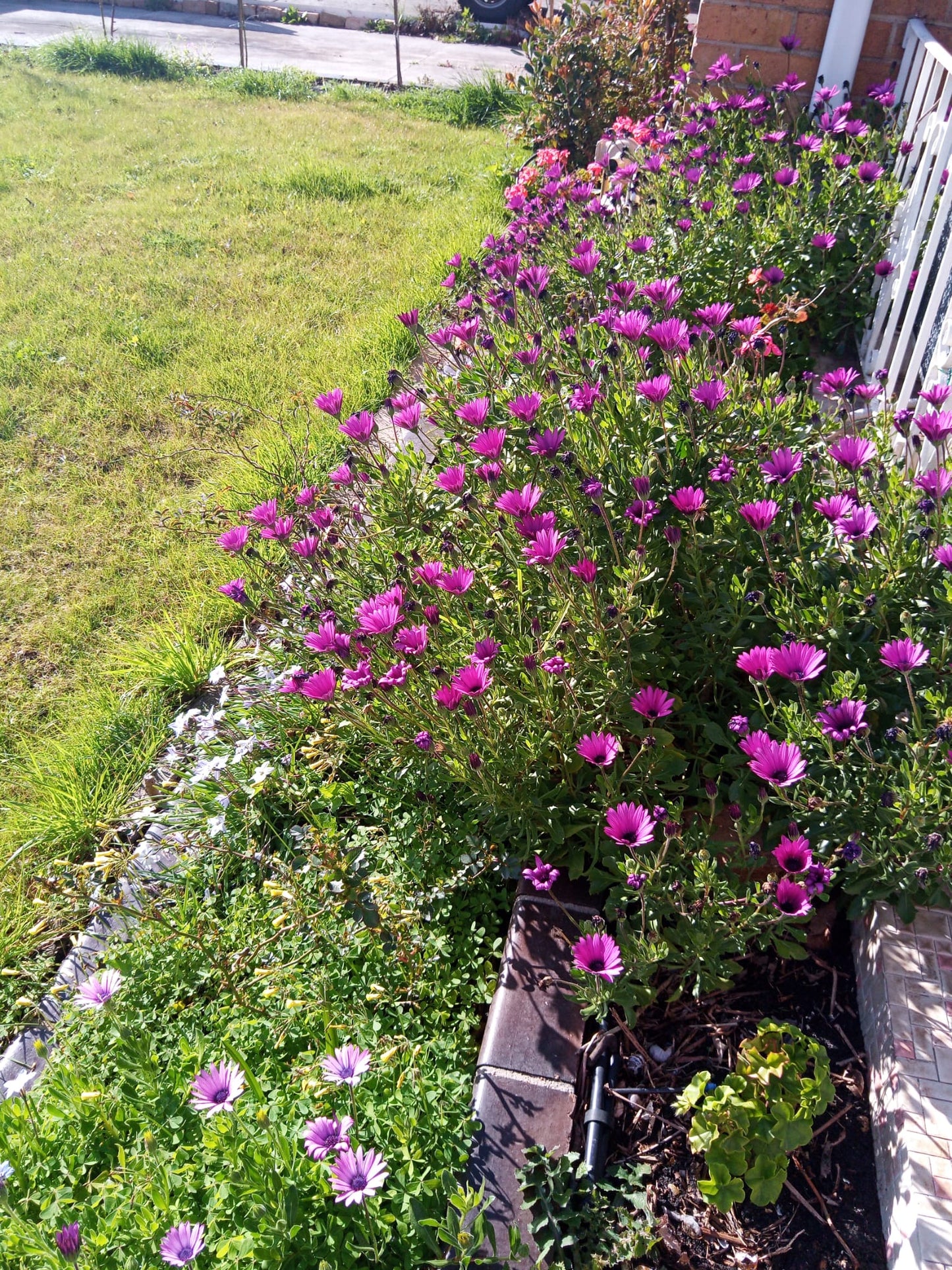 Osteospermum African Daisy  Purple flower