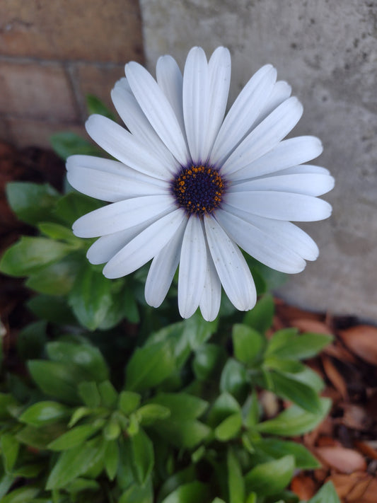 Osteospermum African Daisy blue eyed White flower Plant