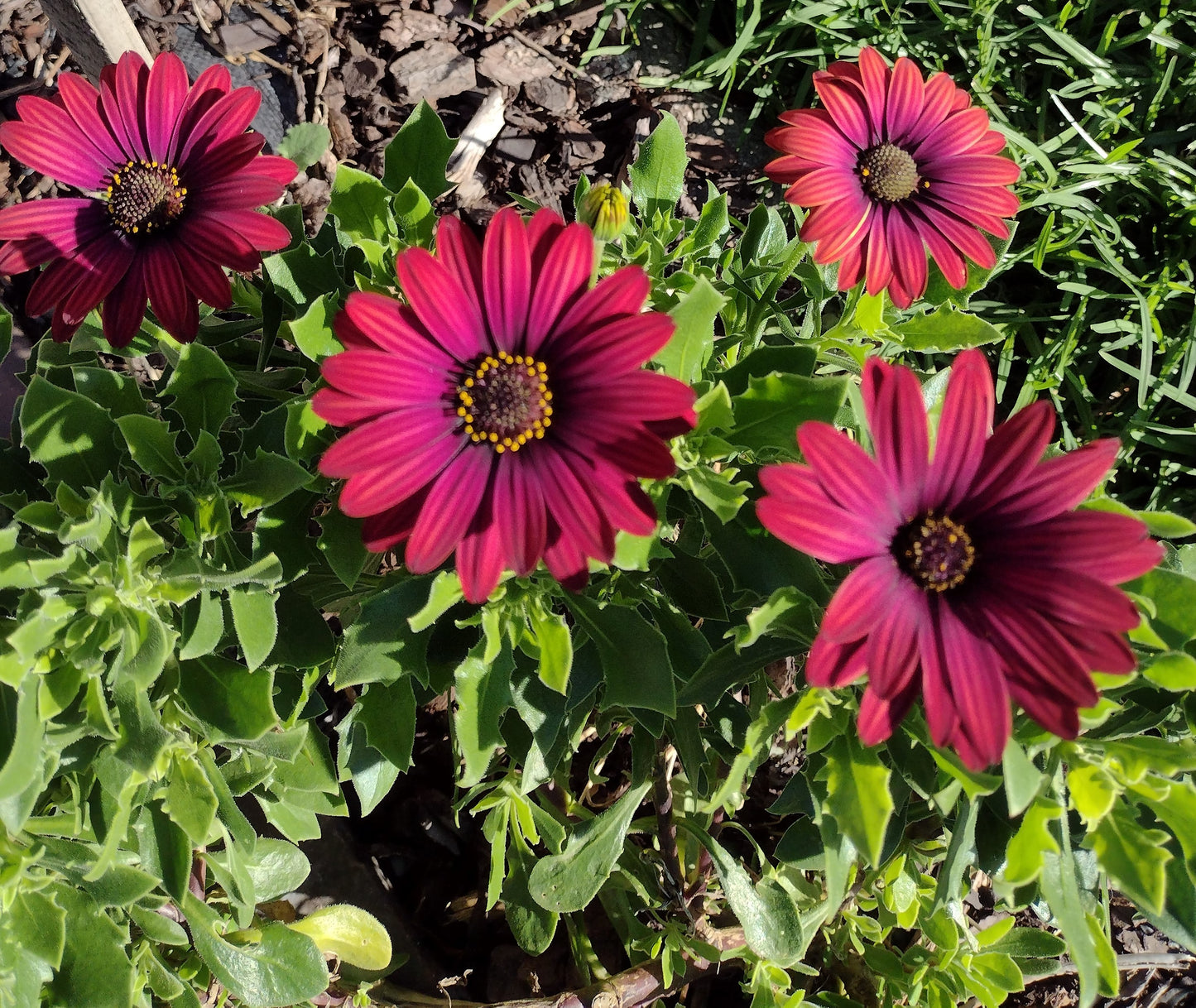 Osteospermum ecklonis Serenity Red OsteckSR African Daisy, Cape Daisy 140mm