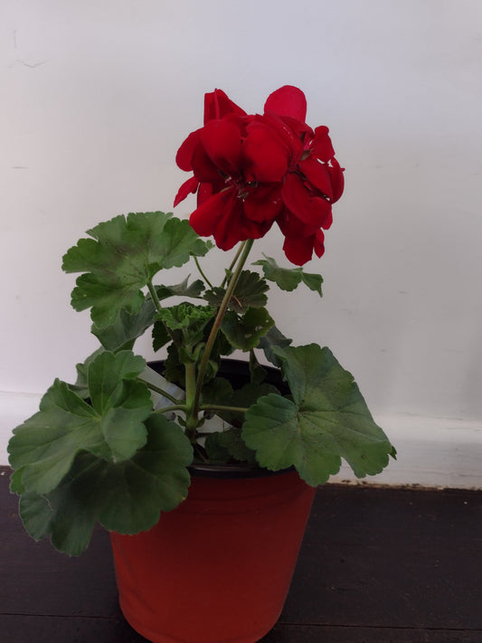 Geranium BDR1302