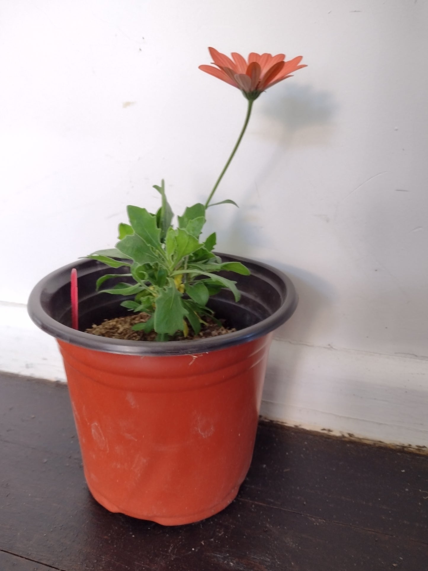 Osteospermum African Daisy Coral flower plant