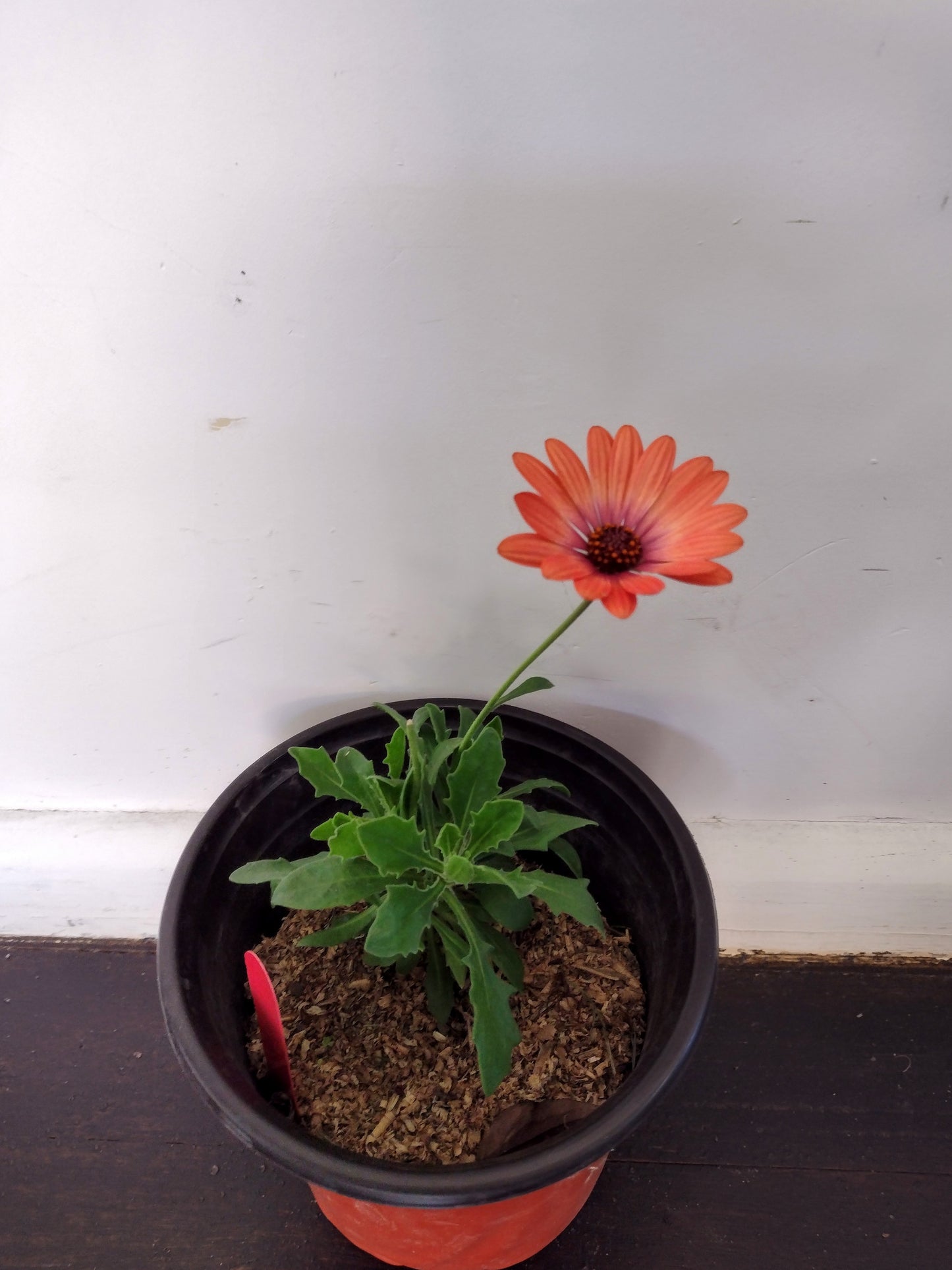 Osteospermum African Daisy Coral flower plant