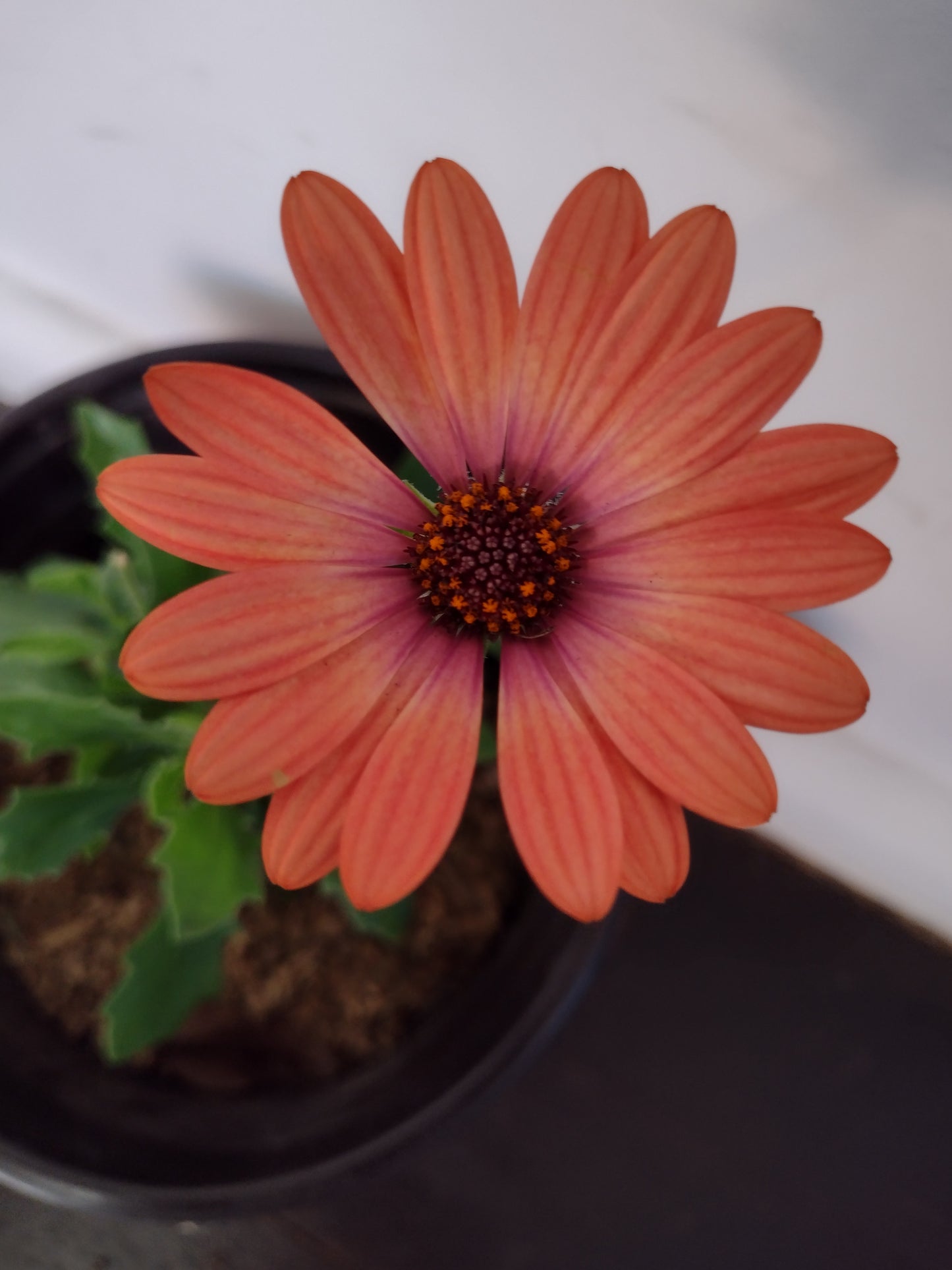 Osteospermum African Daisy Coral flower plant