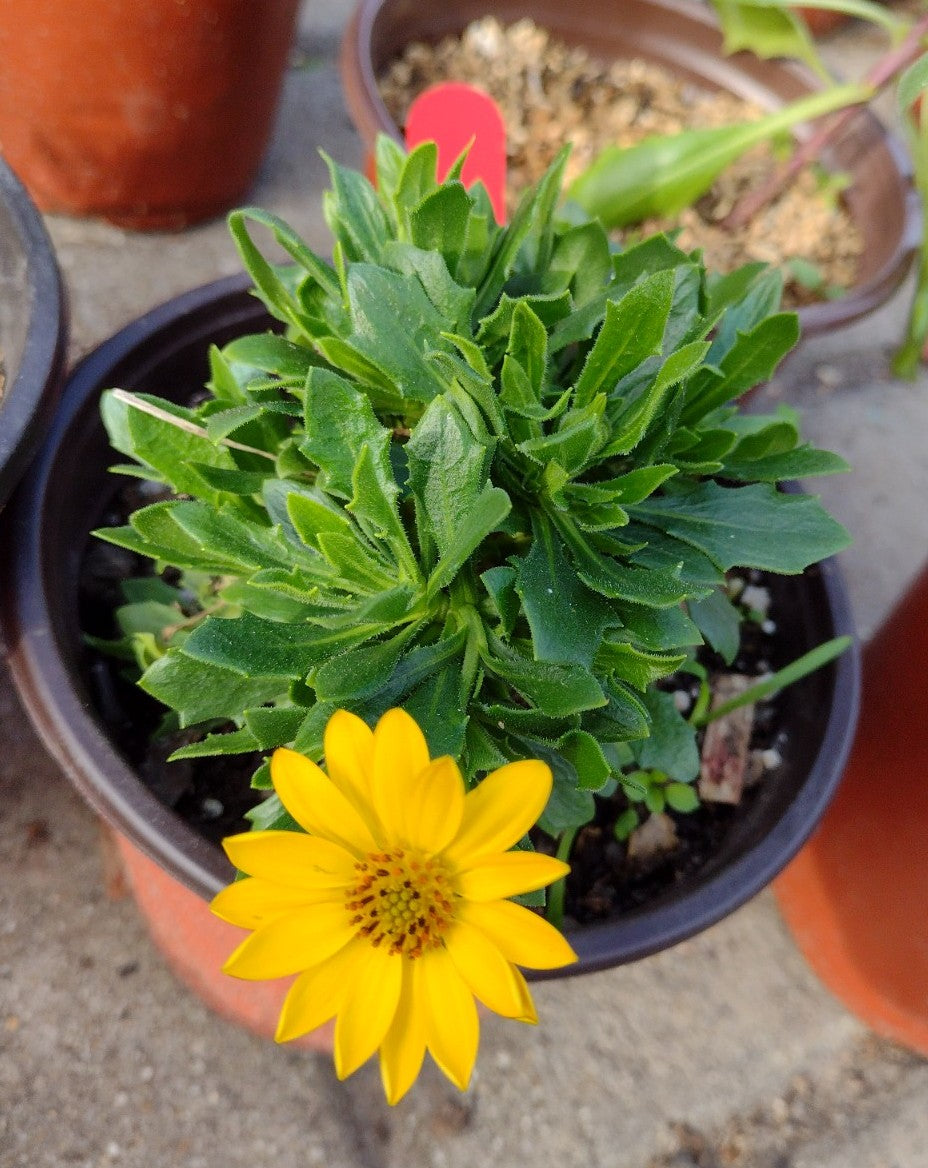Osteospermum African daisy yellow flower