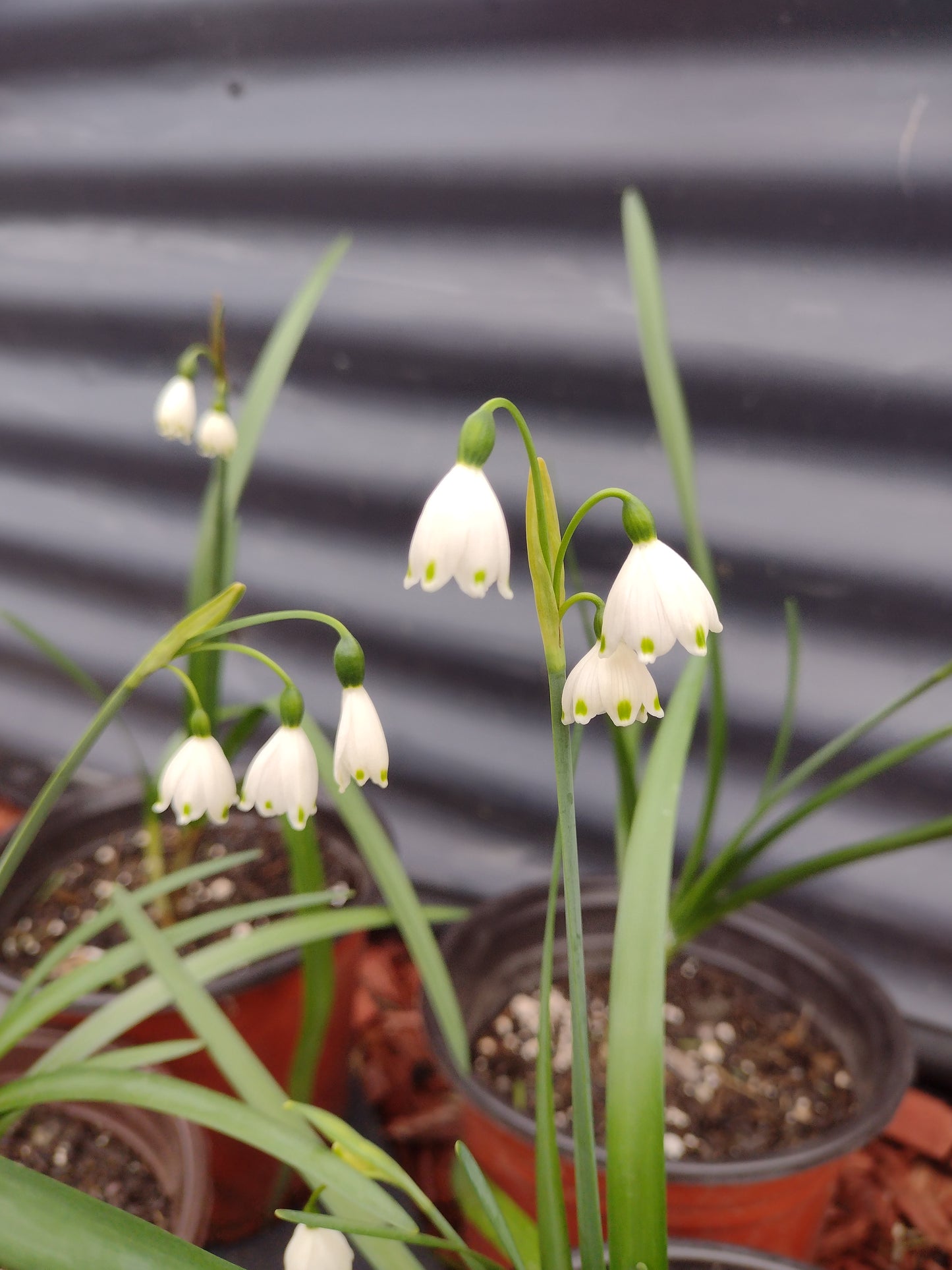 spring snowflakes (Leucojum vernum)