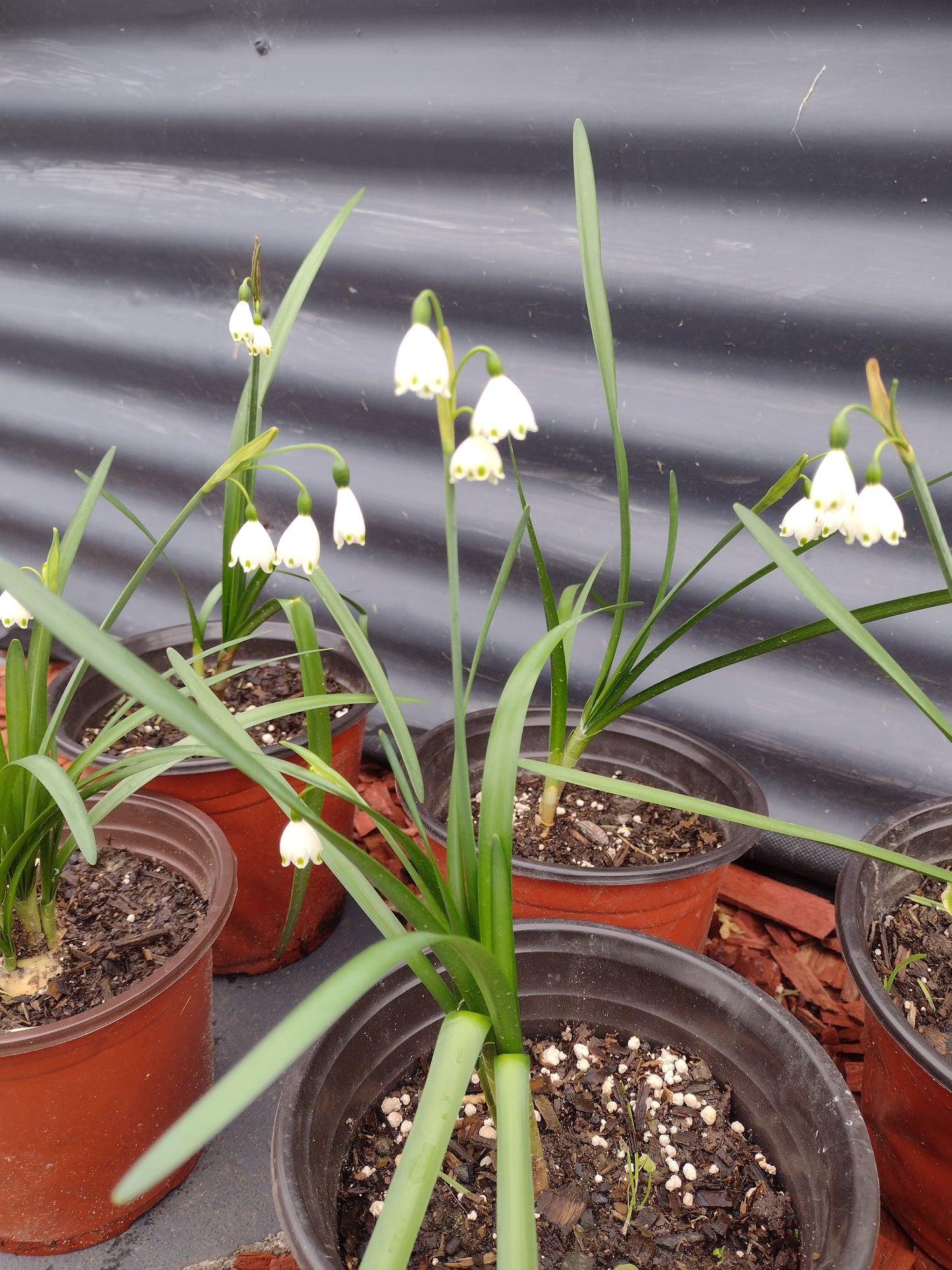 spring snowflakes (Leucojum vernum)