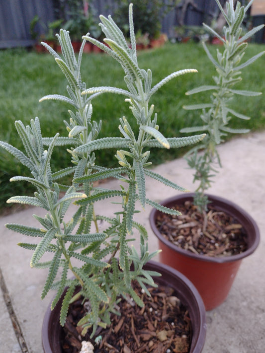 Lavandula dentata ‘French Lavender’