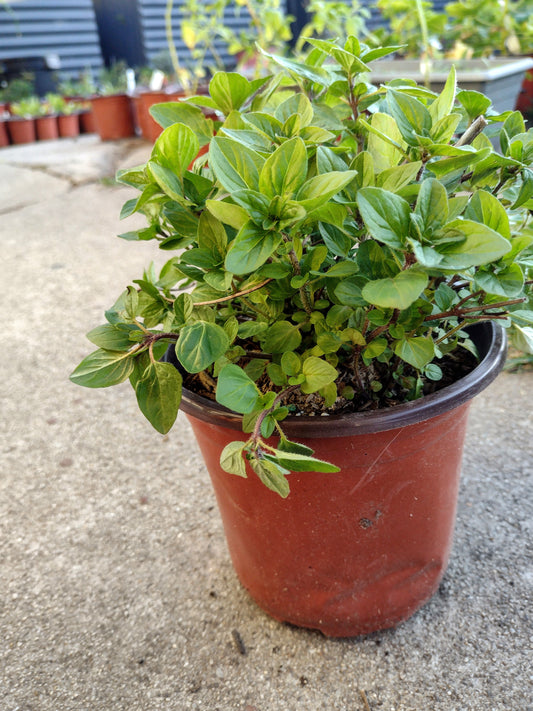 Oregano herbal plant