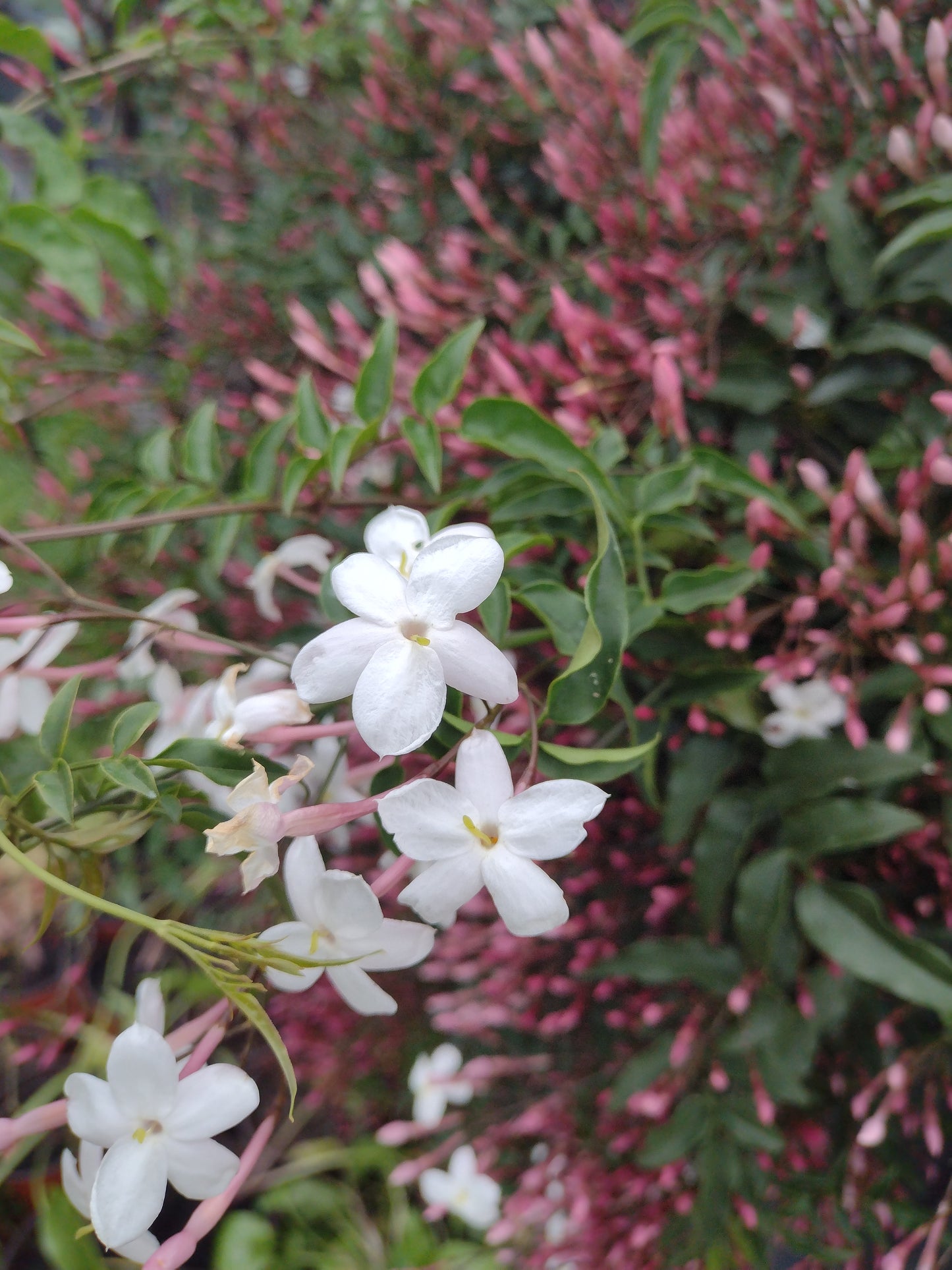 Jasminum polyanthum - Fragrant Jasmine 140mm