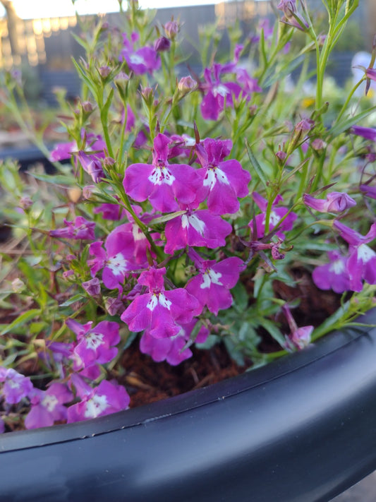 Lobelia coral pink flowers