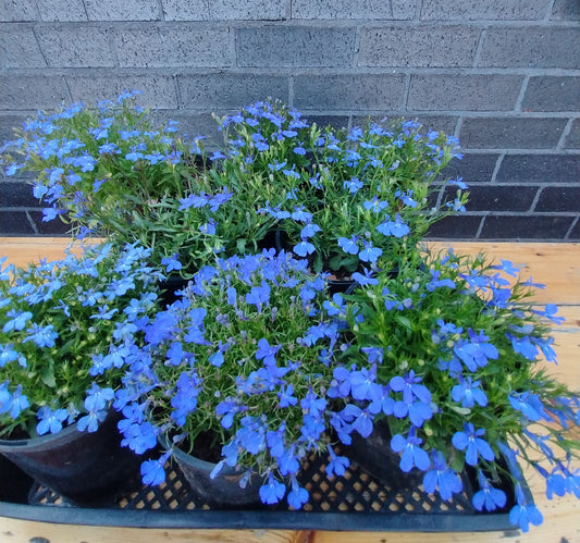 Lobelia Cambridge blue flower plant