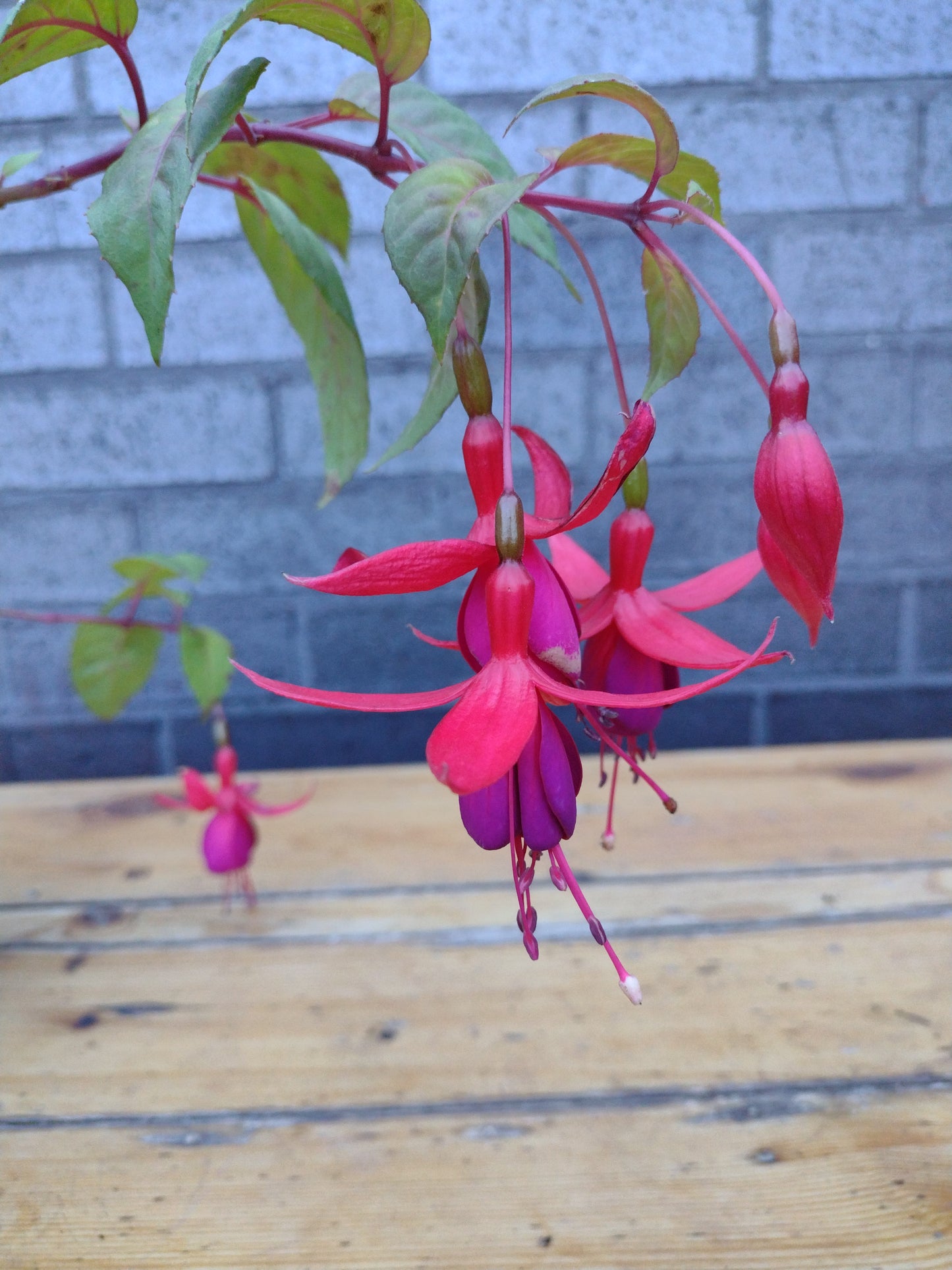 Fuchsia hybrid flowering Plant