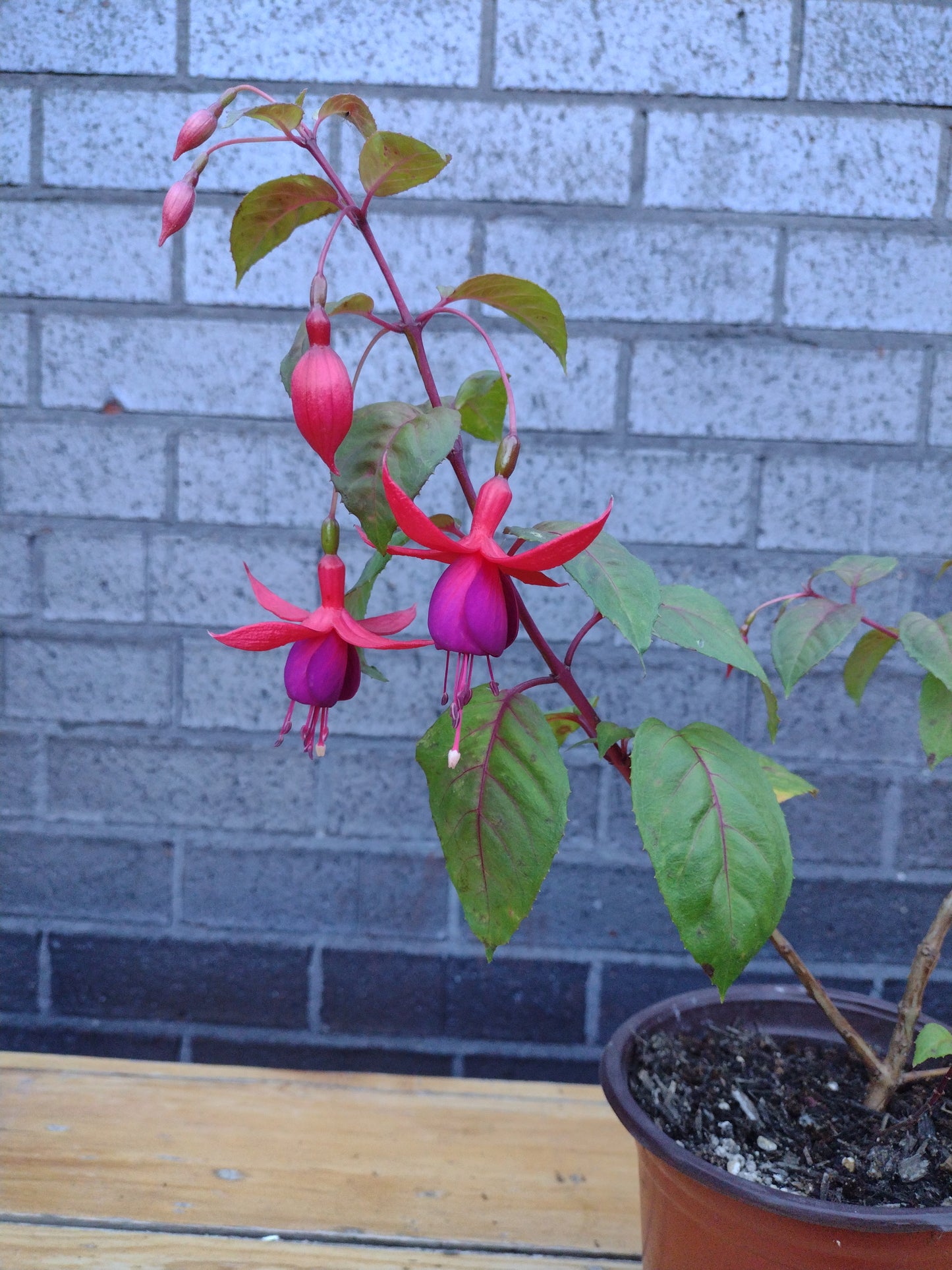 Fuchsia hybrid flowering Plant