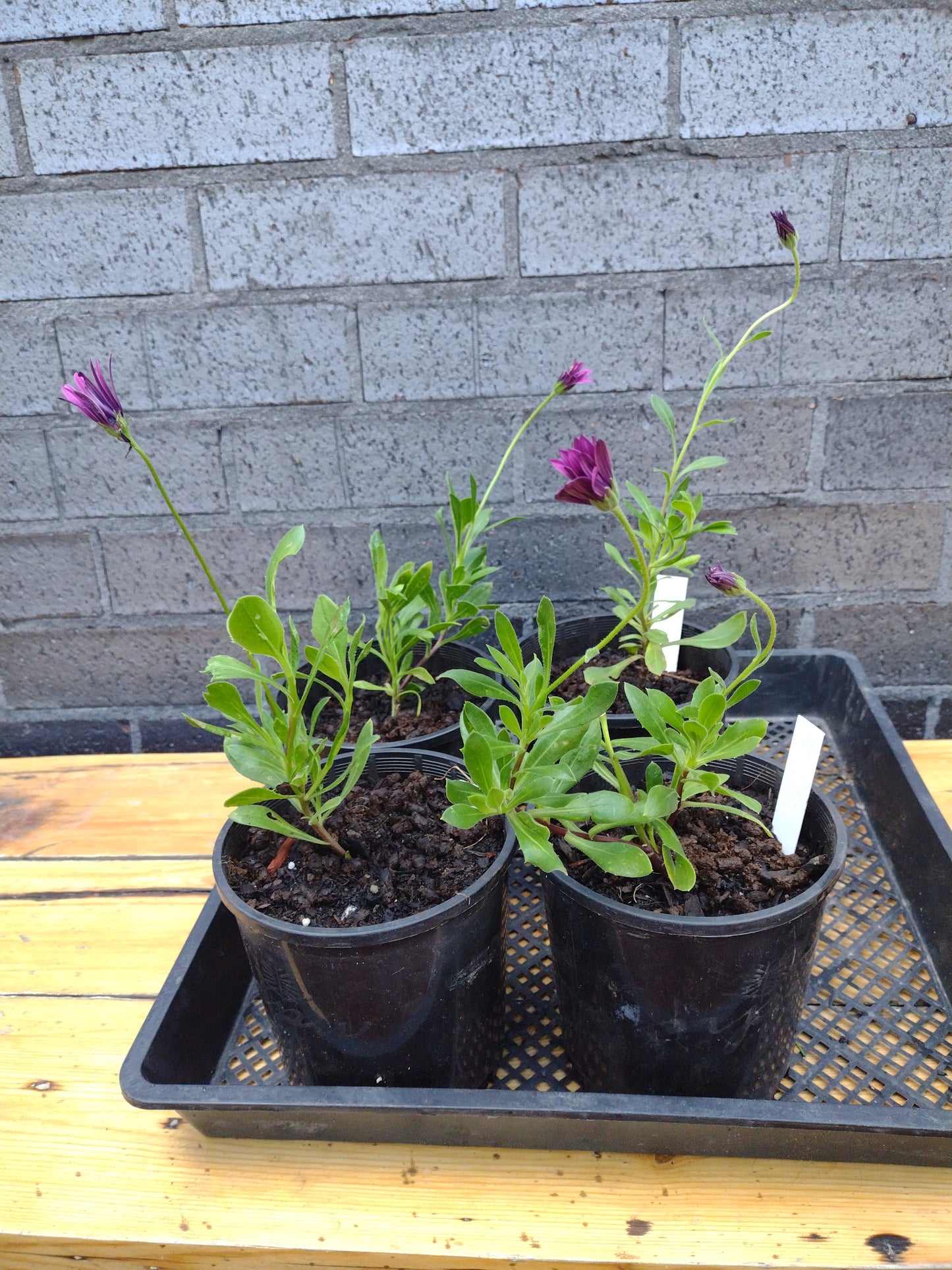 Osteospermum African Daisy  Purple flower