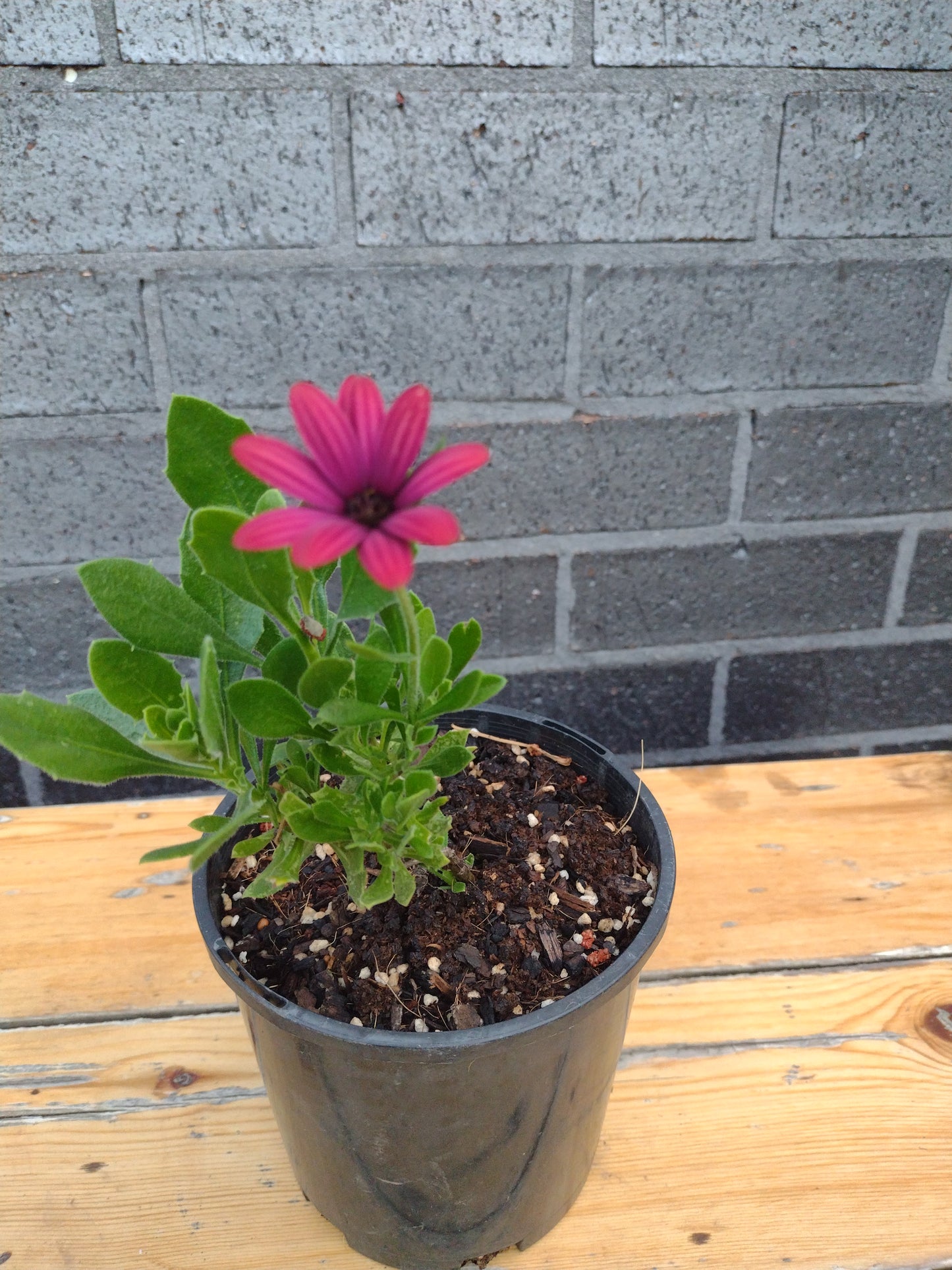 Osteospermum ecklonis Serenity Red OsteckSR African Daisy, Cape Daisy 140mm