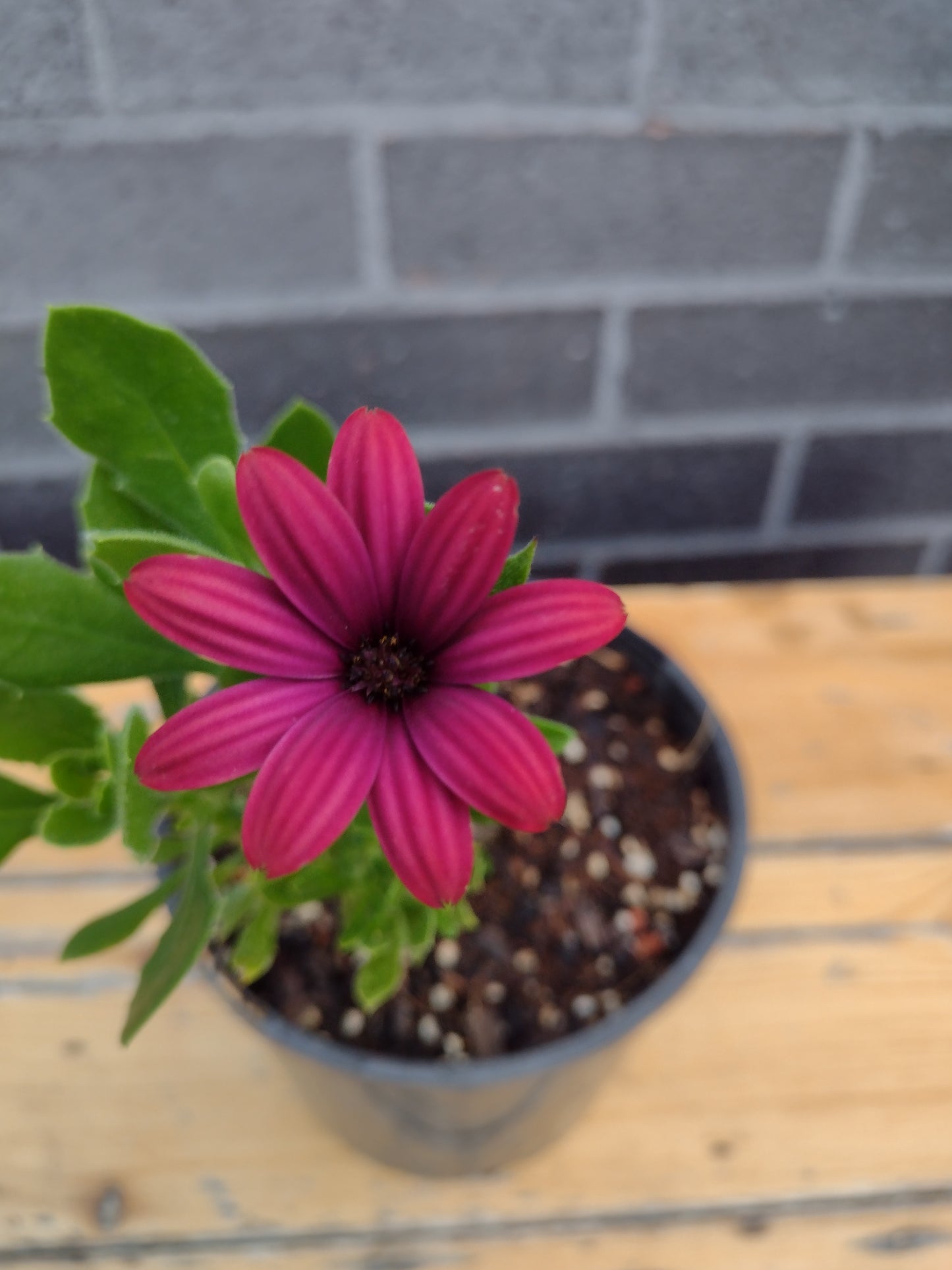 Osteospermum ecklonis Serenity Red OsteckSR African Daisy, Cape Daisy 140mm