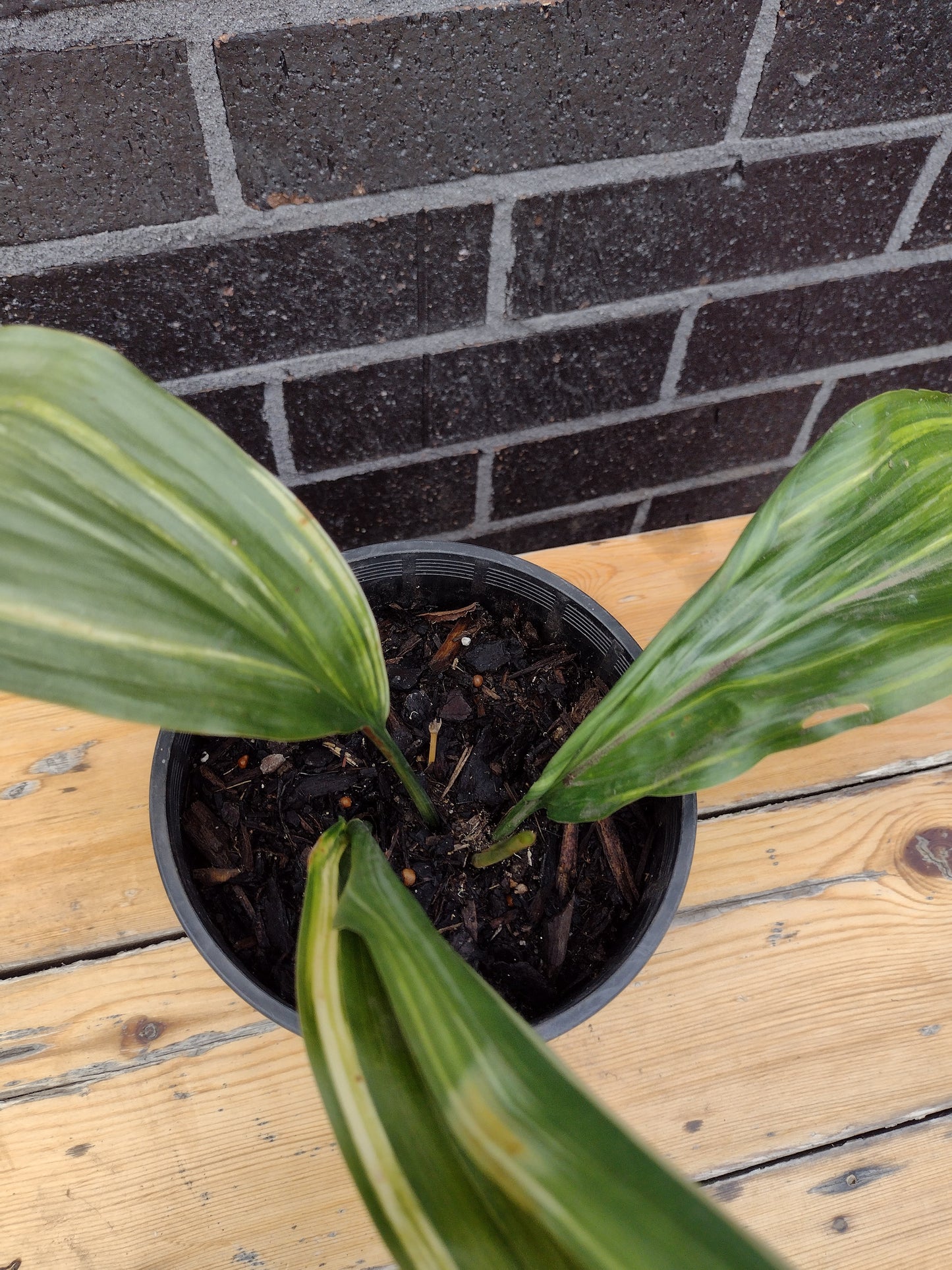 Aspidistra elatior - Variegated Cast Iron Plant