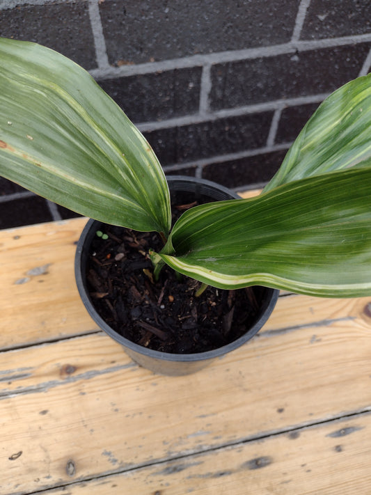 Aspidistra elatior - Variegated Cast Iron Plant