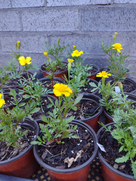 Marigold French- lemon drop