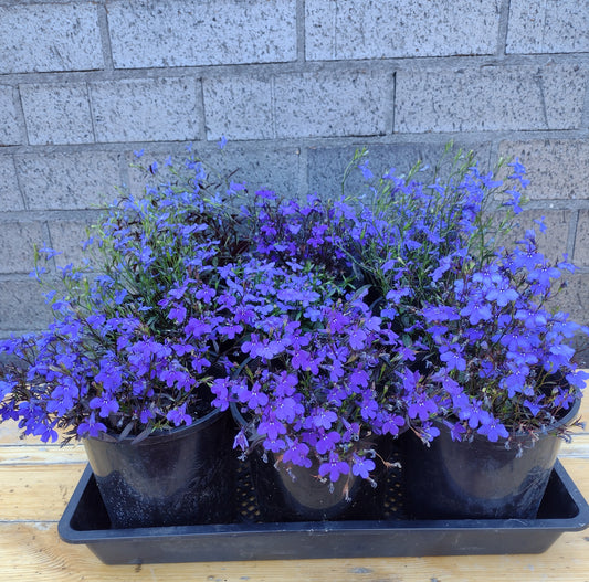 Lobelia erinus - crystal palace Deep blue